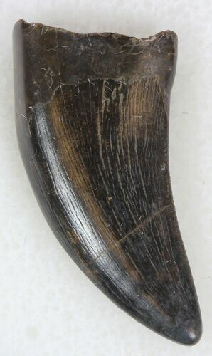 Tyrannosaur Tooth - Hell Creek Formation #33823